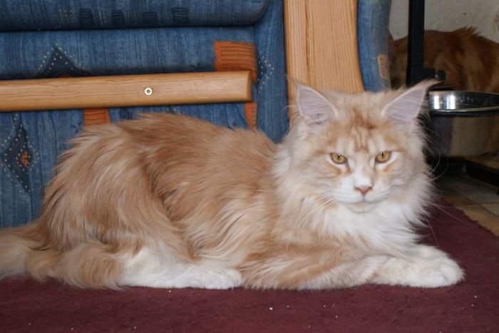 cat132.jpg