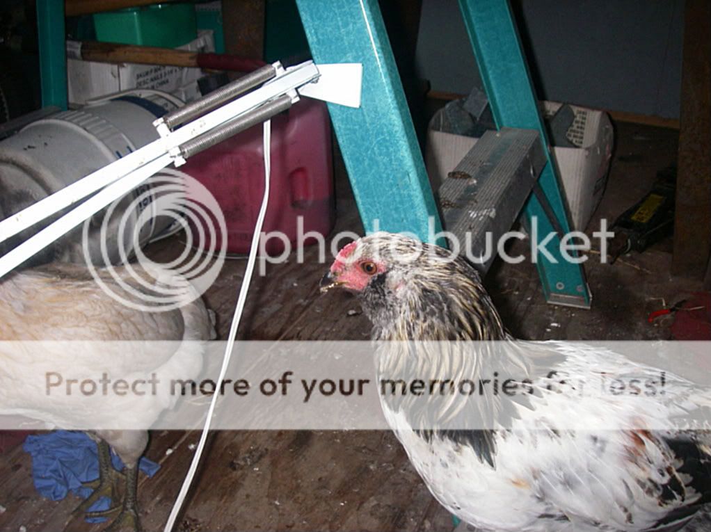 IMGP0405.jpg