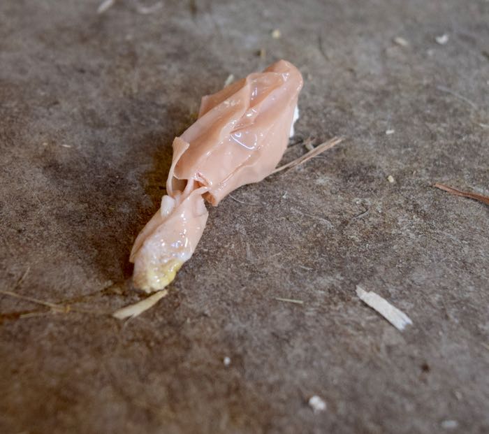 soft-shell.jpg