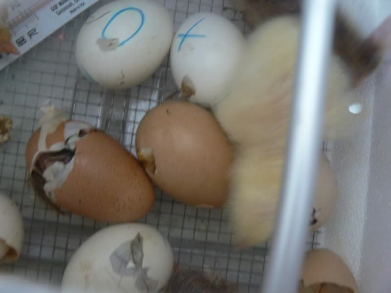 BabyChickens004.jpg