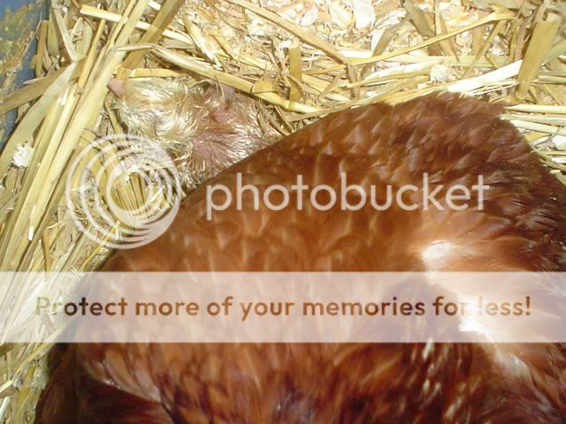 incubatorpics023.jpg