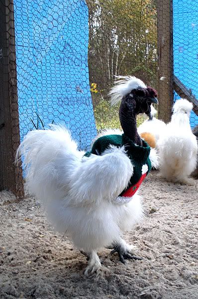 ChickenSweatersdec090693LR.jpg