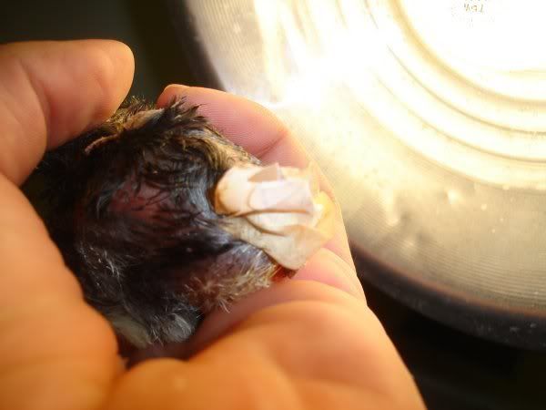 shellremoved2.jpg