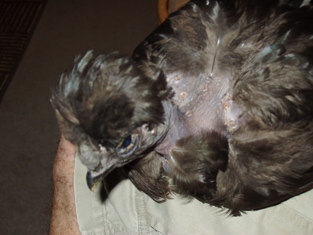 Giblet002.jpg