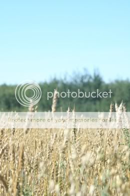 wheat.jpg