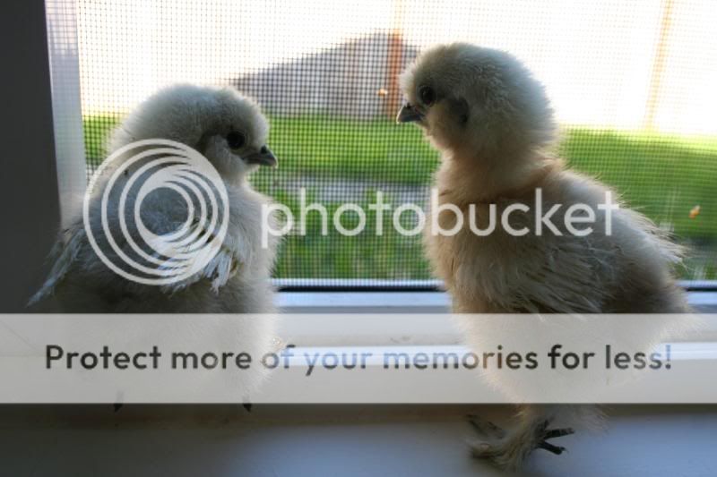 chickssss021.jpg