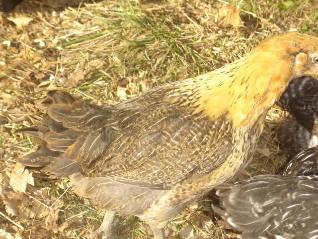 chicks7weeks001.jpg