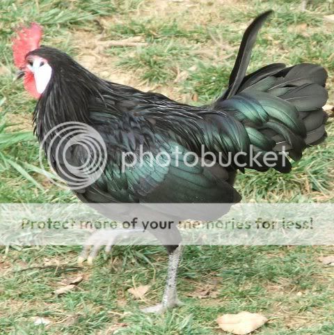 cocky2.jpg