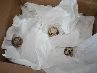 quailegg002.jpg