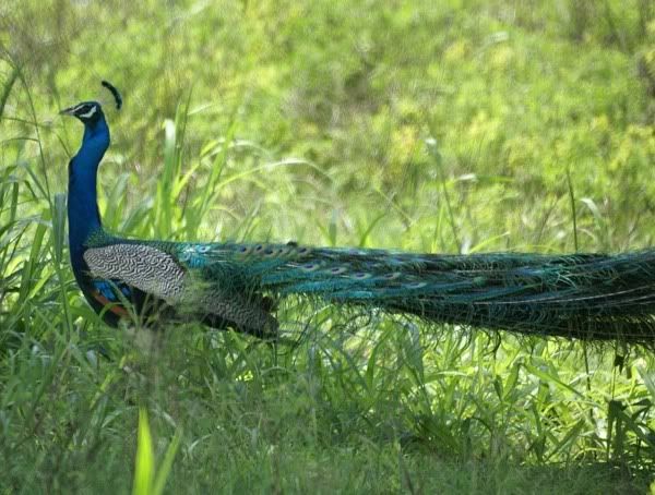 SriLankacristatusblue.jpg