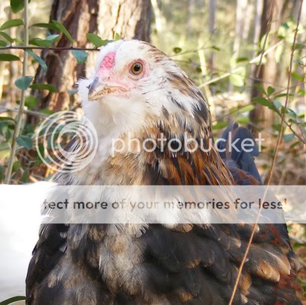 chickens120509017.jpg