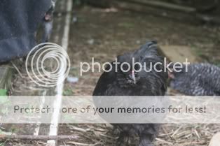 5262009chickens067.jpg