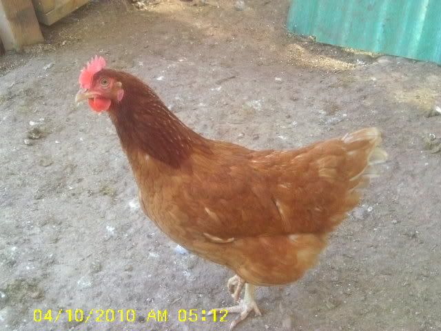 IMAG0009-1.jpg
