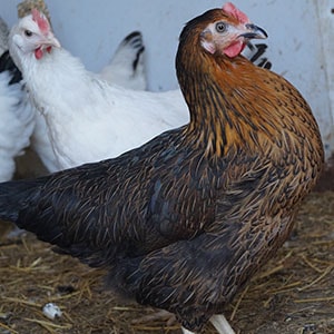 Chickens for Sale The Poplar Black Rhode