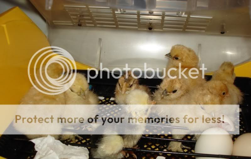 newbabies002.jpg