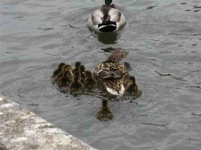 duck10Small.jpg