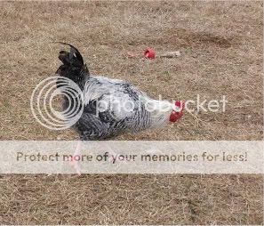 critters007.jpg