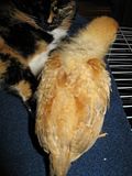 th_Chickies063.jpg