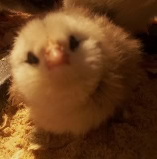 Chickens1-10075.jpg