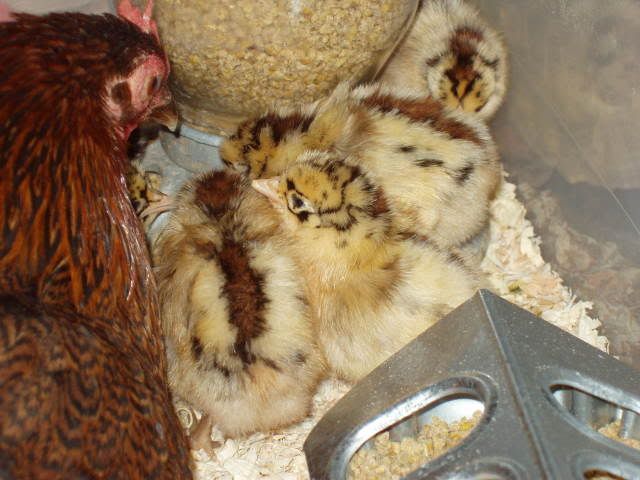 Chickens081.jpg