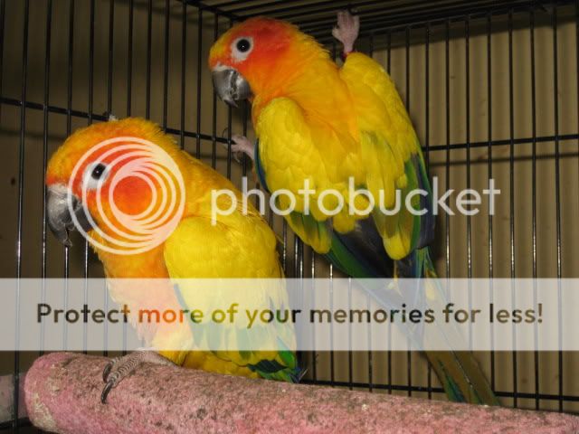 sSunConurepr.jpg