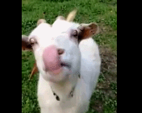 t0LZMoT.gif
