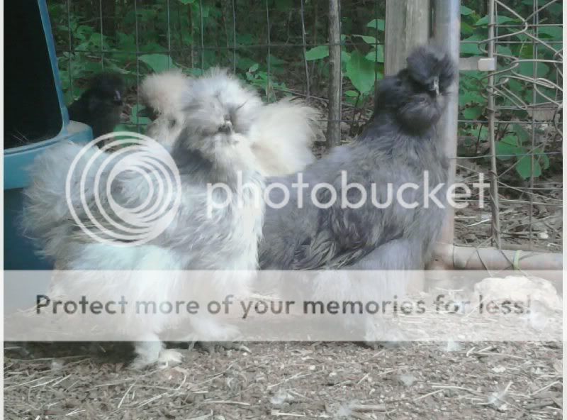 bluehensplashhen.jpg