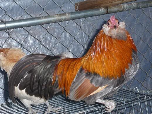BlueWheatonAmeraucanaRoo.jpg