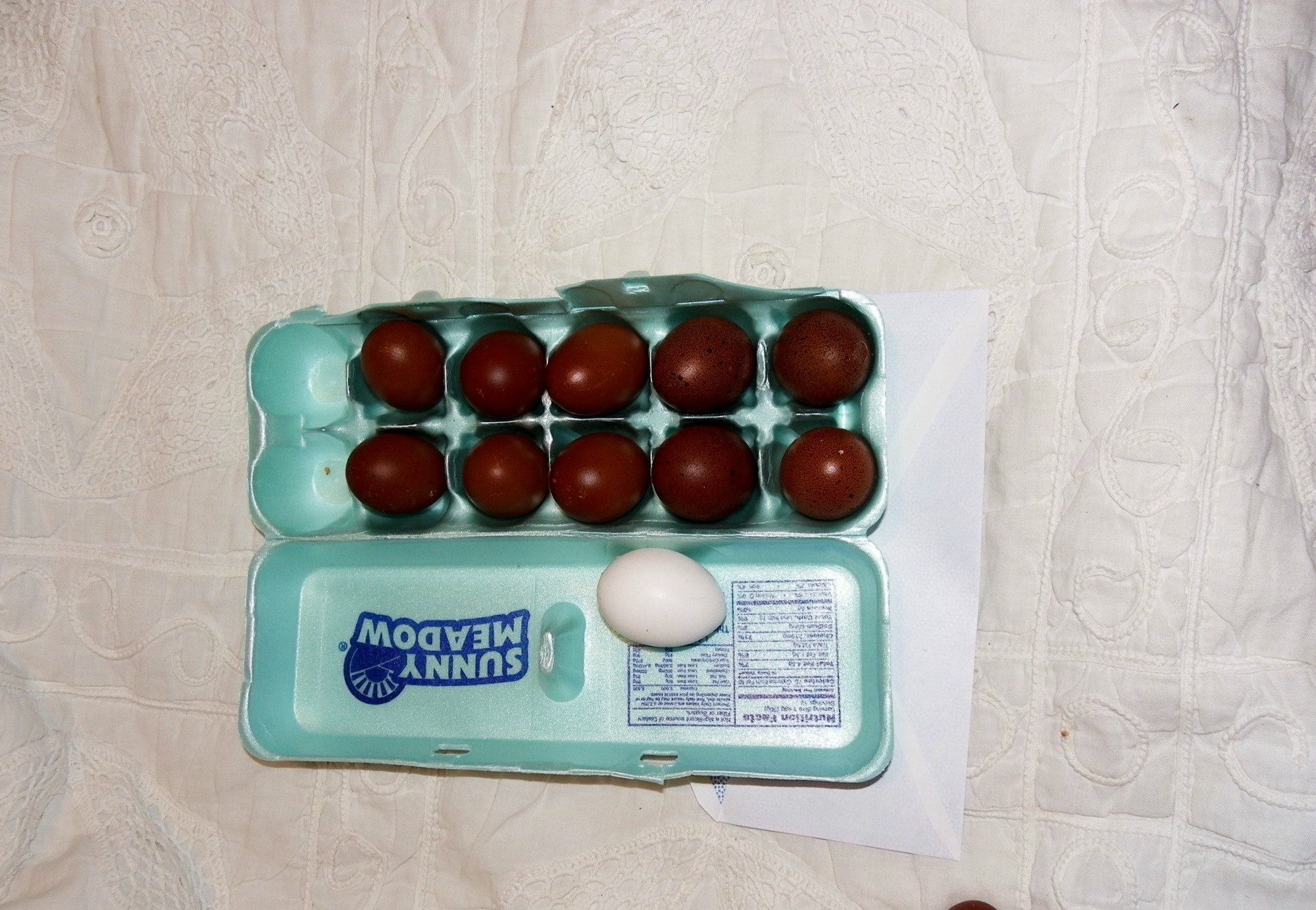 900x900px-LL-2b830b3e_BlueMaranseggs.jpeg