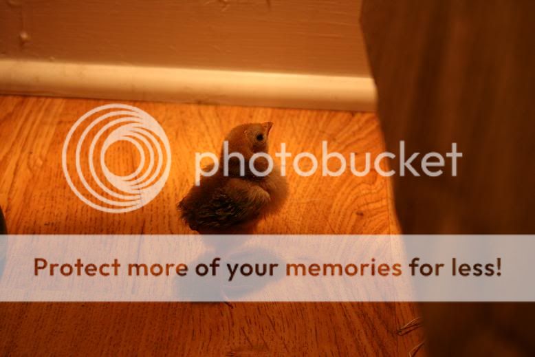home6.jpg