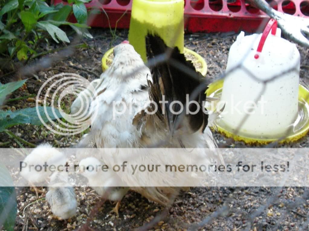 DSCN1296.jpg
