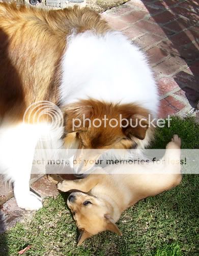 PupKate.jpg