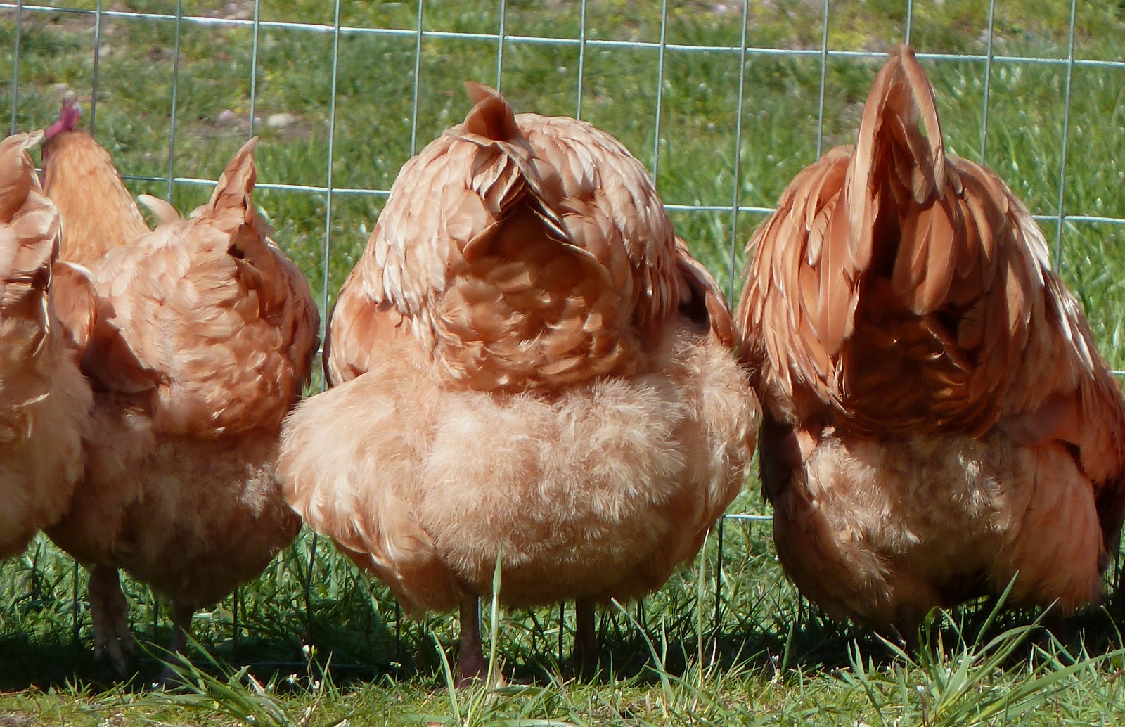 chicken+butts.jpg