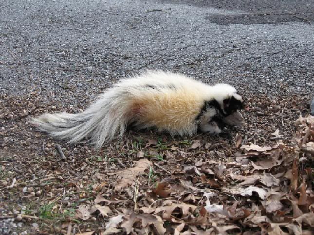 Skunk1.jpg