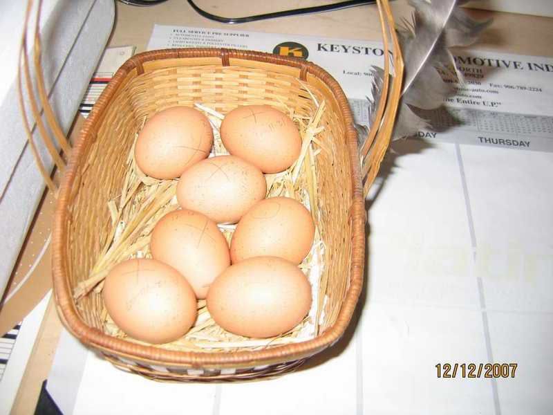 a-eggsready.jpg
