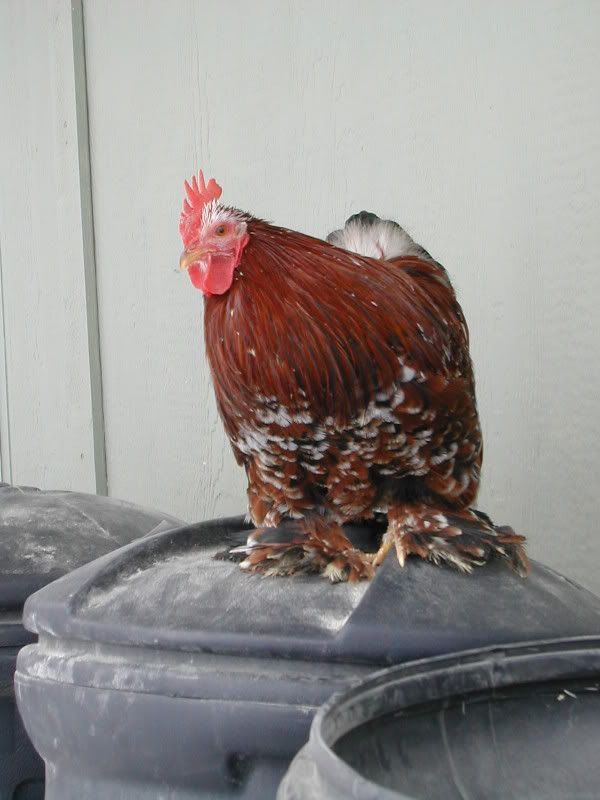 DSCN5067.jpg