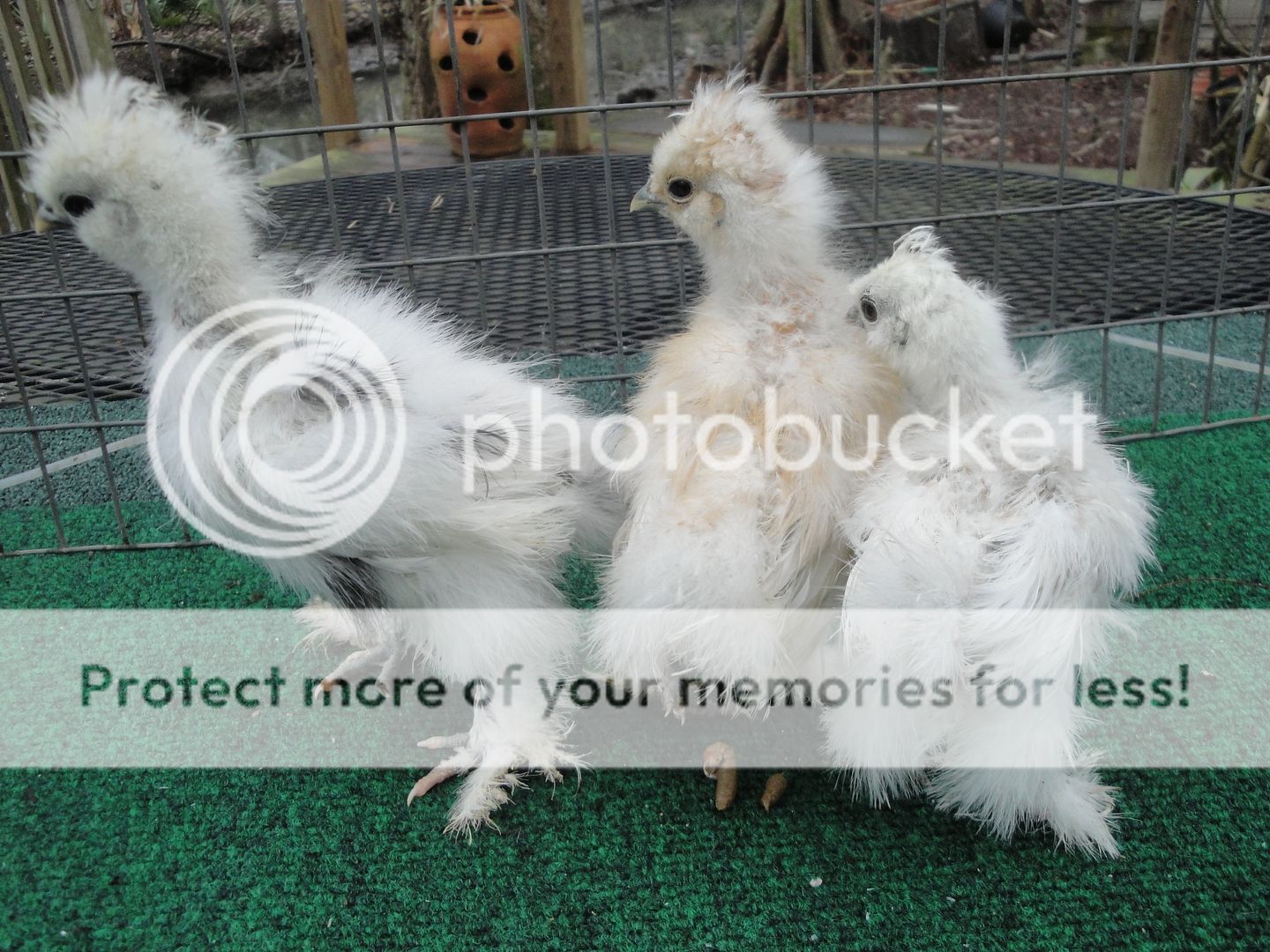 silkieandouille027.jpg