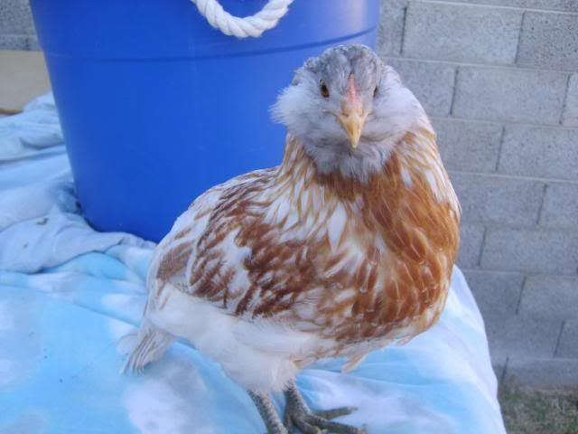 EEchicks005.jpg