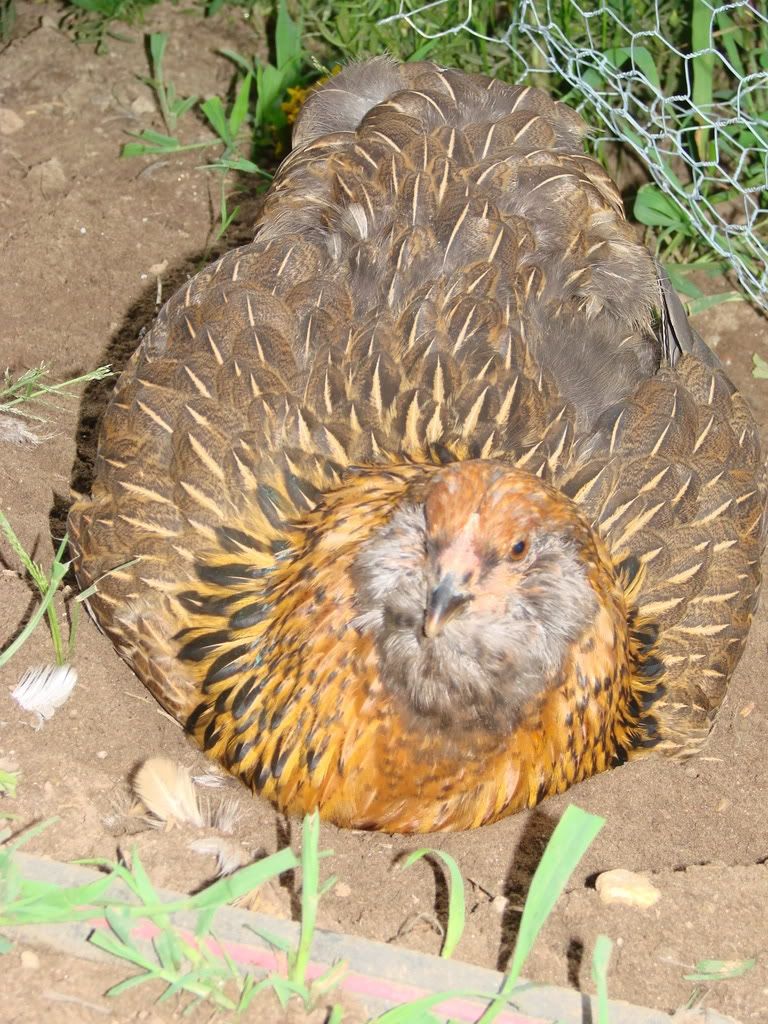 August_chickens_lemonade020.jpg