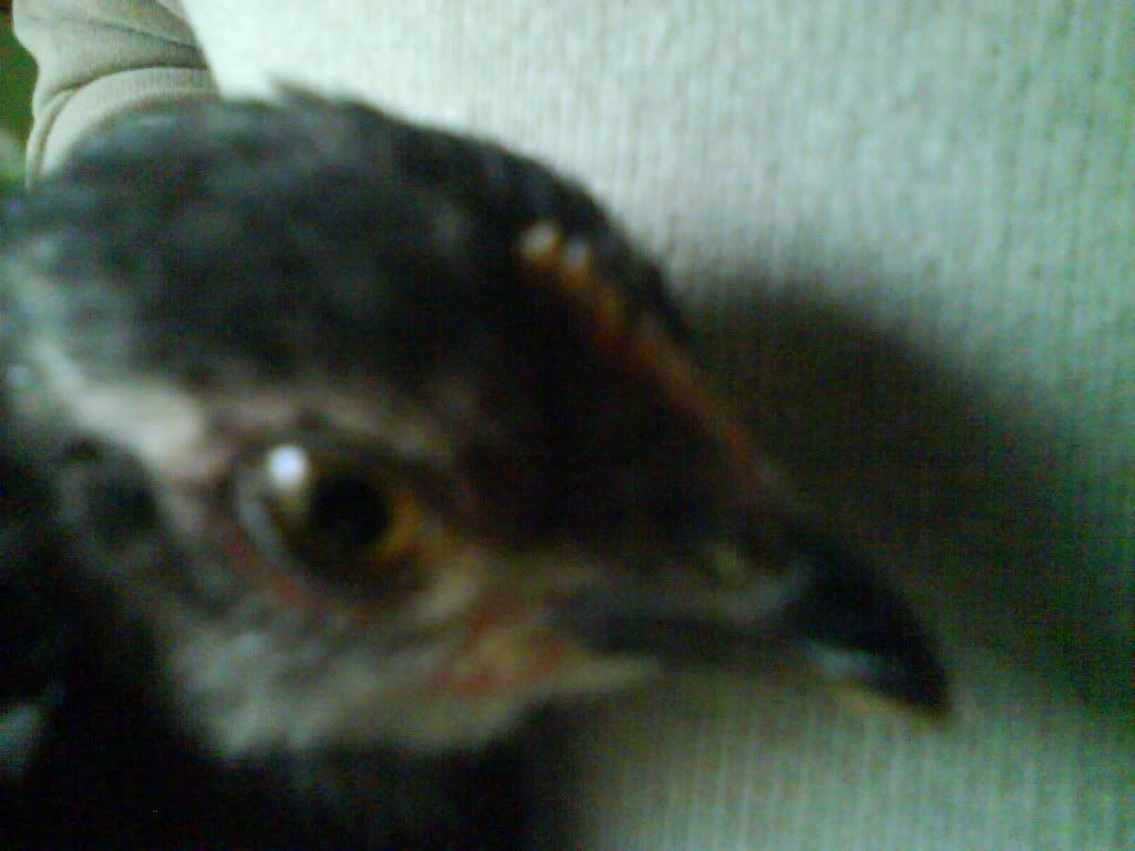 DSC01275.jpg