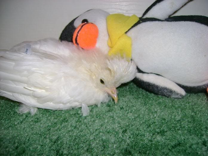 hopalong1.jpg