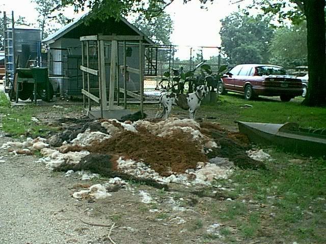 shearing102.jpg