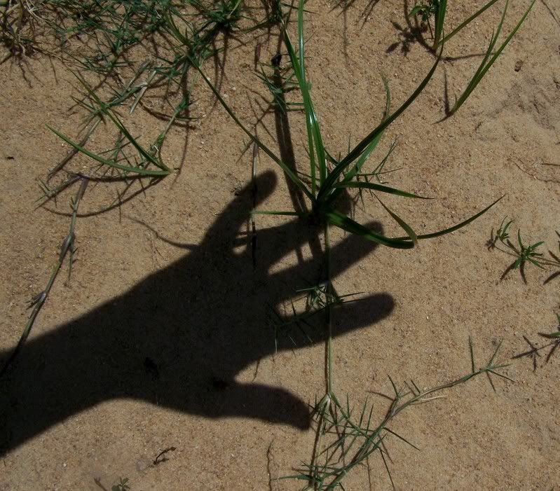 sandhand.jpg