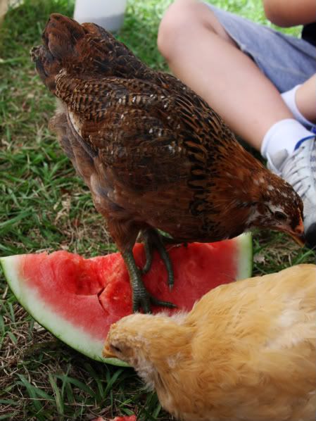 may4-watermelon-sookie-1-1.jpg