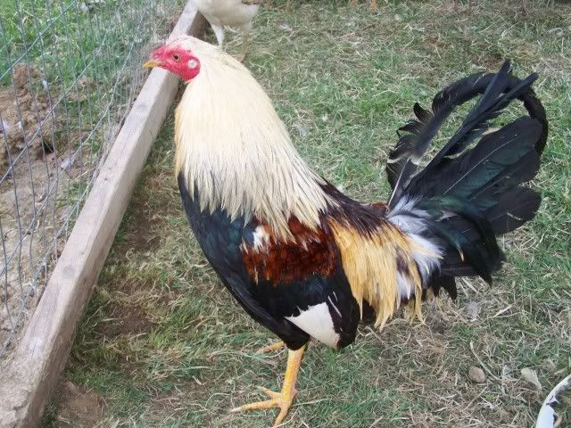 chicken016.jpg