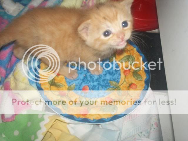 Easter2011kittens026.jpg