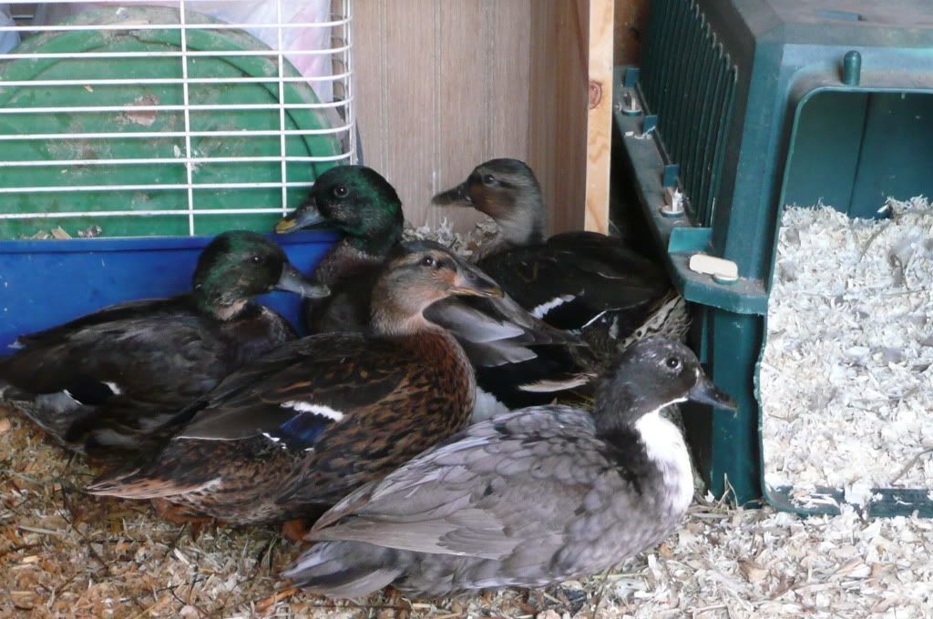 oct62011001.jpg
