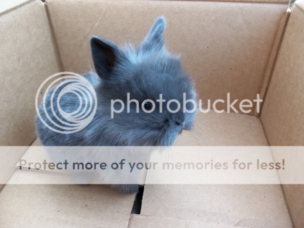 rabbits011.jpg