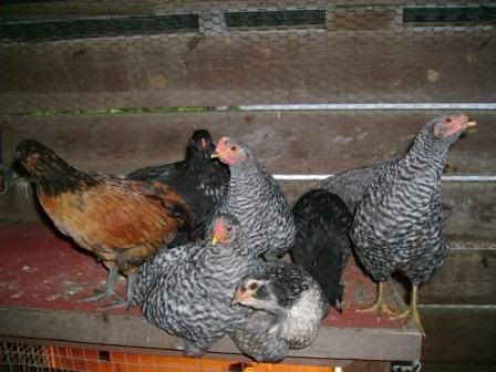 Tweeniesroosting.jpg