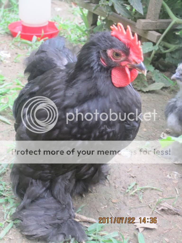 newchickens013.jpg